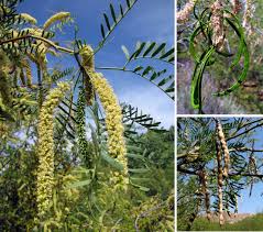 Image result for Prosopis glandulosa