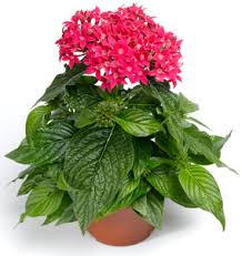 Image result for Pentas