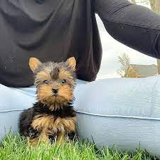 We have a wide selection of teacup puppy dogs for adoption, including teacup pomeranians, teacup poodles, teacup yorkies, teacup malteses. Teacup Yorkie Puppies Available For Sale And For Adoption Home Facebook