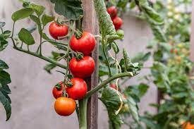 Tomaten nicht vor dem 20. Freilandtomaten Sorten Anbau Plantura