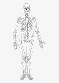 Here is how you introduce your little one to skeletons, without scaring him out of his wits! Human Full Page Bw Anatomy Bones Skeletons Full Body Skeleton Drawing Transparent Png 542x1100 Free Download On Nicepng