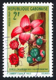 Image result for Cola chlamydantha