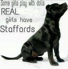 Staffie Quote Staffy Dog Staffordshire Bull Terrier Quotes English Staffordshire Bull Terrier