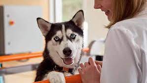 Finding an affordable vet clinic is an essential part of owning a pet. Free Dog Vet Near Me Your Pet Depends Upon Your Veterinarian To Generate The Appropriate Decisions Free Dogs Dogs Vets