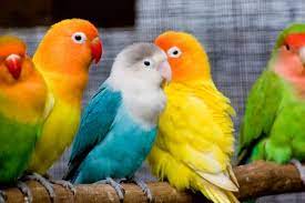 Pin By Kathleen Burnett On Lovebirds Pet Birds Cute Animal Photos Beautiful Birds