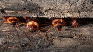 Schaben Bekampfen Das Konnen Schabenfallen Und Hausmittel Schaben Bekampfen Schaben Hausmittel Gegen Ameisen