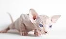 Sphynx Cats: What You Should Know Before You Buy One ...