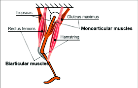 Learn vocabulary, terms and more with flashcards, games and other study upgrade to remove adverts. Representative Biarticular Muscles In The Human Lower Extremity Download Scientific Diagram