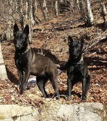 Malinois Carbonato Carbonado Dark Fawn Sable Black Malinois Home Facebook