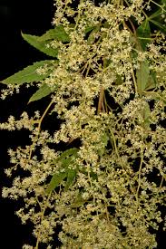 Image result for Smodingium