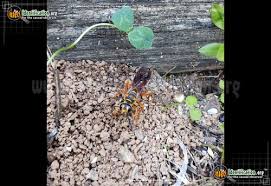 Many insects are present in home gardens and include the removal of diseased plant debris, potter wasp, great golden digger wasp. Great Golden Digger Wasp Sphex Ichneumoneus