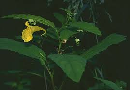 Image result for Impatiens psychadelphoides