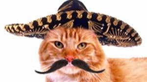 Faze Comice Cu Pisici Haioase Pisicute Amuzante Funny Cats Try Not To Laugh Challenge Youtube