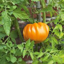 Mit diesen tricks halten sie ewig. Tomaten Und Basilikum Fur Den Garten 6 Pflanzen Manufactum