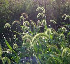 Image result for Setaria pseudaristata