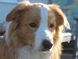 It may be a genetic. Border Collie Rassehunde Vom Silberwolf