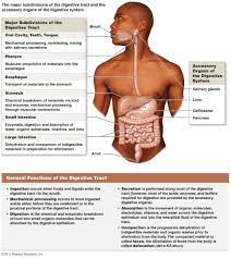 Human Digestive System Parts And Functions Digestive System Human Digestive System Digestive System Digestive System Anatomy