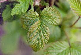 Maybe you would like to learn more about one of these? Raspberry Rubus Spp Yellow Rust Pacific Northwest Pest Management Handbooks