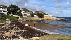 There'S An 8,000 Kilometer-Long Patch Of Stinky Seaweed Floating In The  Atlantic. | By The Seaweed Company | Medium
