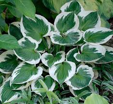 Hi guys, i've recently fallen in love with hostas and want to fill a border with them. Hosta Minuteman Plantain Lily