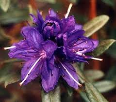 Paghat S Garden Rhododendron X Russatum Gletschernacht Rhododendron Secret English Garden Starry Night