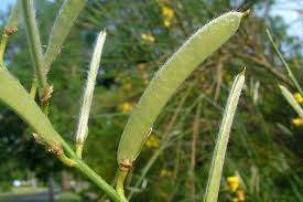 Image result for Aptosimum junceum