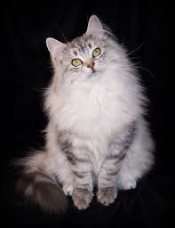 Purebred kittens for sale, russian siberian kittens that are hypoallergenic. Siberian Cat Cat Breeders New York Kittysites Com