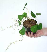 Image result for Cyphia erecta