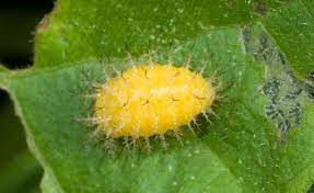 Baby ladybugs hatch from the eggs 3 no, ladybugs do not sit on their eggs. Ladybugs Entomology