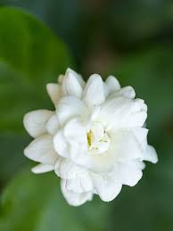 Image result for Jasminum bakeri
