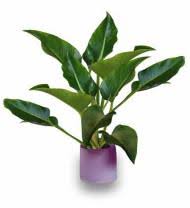 Save 45% on the best flowers delivered locally, same day & free delivery today! Arizona Florists Flowers Avas Flowers