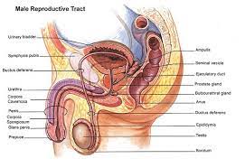 An atlas of human anatomy for students and physicians (1919. Pin On Chapter 27 Male Reproductive