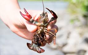 Owens reminds us that we are forever shaped by the children we once were, and that we are all subject to the beautiful and violent secrets that nature keeps. Bad Dads Crawdads Of Kodiak A Conversation About Crayfish In Alaska By U S Fish Wildlife Alaska Updates From The U S Fish And Wildlife Service Jun 2021 Medium