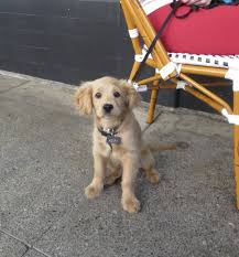 The golden retriever is a gorgeous, large, energetic breed. Dog Of The Day Henry The Miniature Golden Retriever Cocker Spaniel Mix Puppy The Dogs Of San Francisco