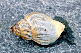 Where is shell in pawleys island on the map? Pawleys Island Nature A Shell Guide Pawleys Island
