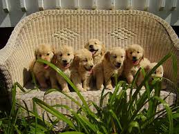 The adoption fee is $3… more. Mountain Pine Goldens