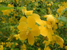 As sally said they are called furze or gorse, but in spite of the nice scent and bright yellow flower it is regarded as a serious weed which should be removed. Kerria Japonica Wikipedia