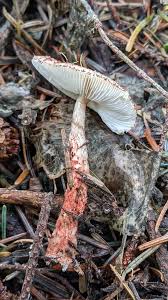 Image result for Leptactina papyrophloea