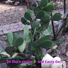 The cactus family is one of the most easily recognized plant families in the world. Texascactus Dallaspioneerfamily1846 Dallas Texas Plant Leaves Cactus Plants