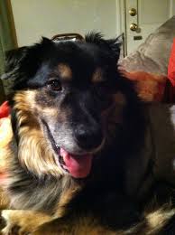 Metastic neoplasia (cancer) in dogs. An Update On Treating Lung Metastasis In Dogs Tripawds