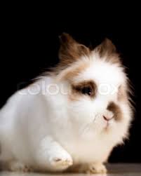 Black and white lionhead seated on a grass near a trunk, adorable, animal, background, belgium, breed, bunny, collar, compact, crimping, cute, domestic, double, ears, easter, eyes, farm, field, funny, fur, furry, green, isolated, light, lions, looking, mammal, mane, nature, nose, obedient, outgoing, park. White Lionhead Bunny Towards Black Stock Image Colourbox