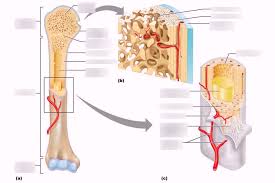 Choose from 500 different sets of flashcards about long bone diagram on quizlet. Labeling A Long Bone Part 1 Diagram Quizlet