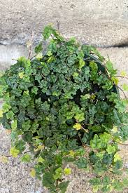 Image result for Ficus laurifolia