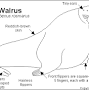 Walrus food from clarisseabalos.tripod.com