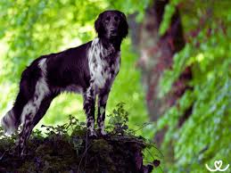 Image result for Velký münsterlandský ohař