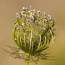 Image result for Daucus carota