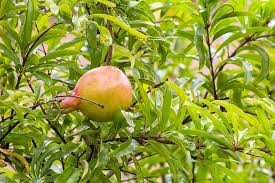 In warm climates it may be evergreen. Fruit Nature Leaf Tree Food Pomegranate Leaves Plants Green Pikist