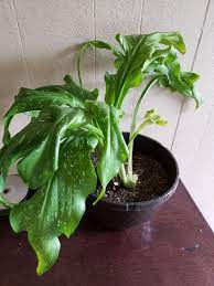 Just keep a stringent watch over the provided growth factors to ensure production. Unhappy Calla Lily She Was Starting To Droop And I Transplanted Her 5 Days Ago And Trimmed Dead Leaves But She Is Still Droopy Do You Think She Will Recover Houseplants