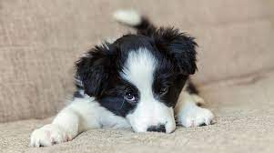 Maybe you would like to learn more about one of these? 18 Things To Know Before Adopting A Dog