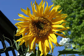 Choose file jpeg or png. Lunapic Free Online Photo Editor Pencil Sketch